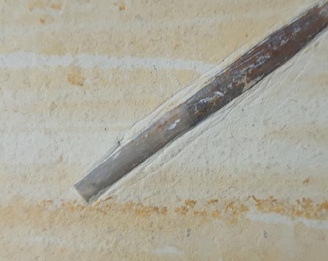 Hibolithes semisulcatus (M�NSTER 1830) - Bild &copy; FossNet FossilienStore